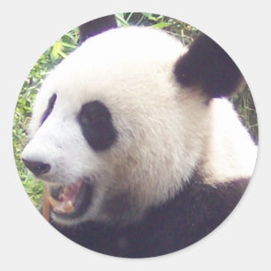 Sticker Rond Panda