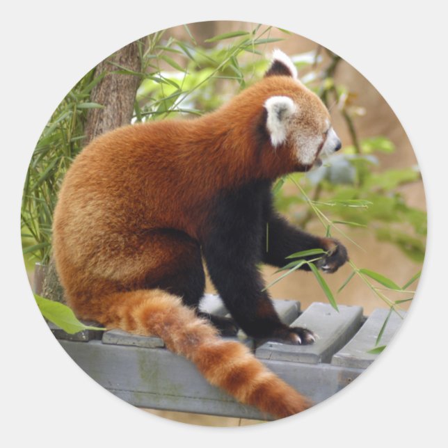 Sticker Rond panda-037 (Devant)
