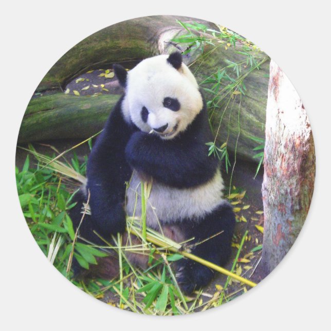 Sticker Rond Panda au zoo de San Diego (Devant)