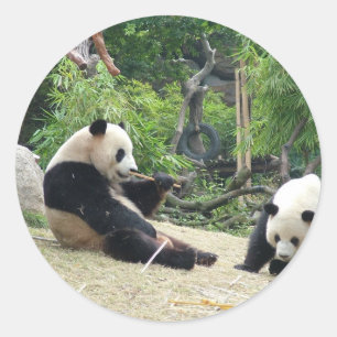 Sticker Rond Panda géant dans un zoo d'animaux sauvages photogr