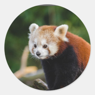 Sticker Rond Panda rouge
