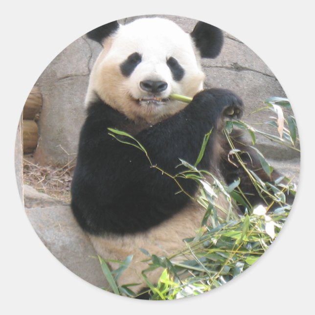 Sticker Rond Panda Snack (Devant)