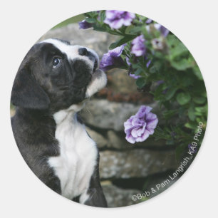 Sticker Rond Panne de chien de boîte