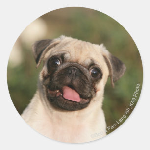 Sticker Rond Panneaux de chiot Carlin