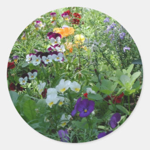 Sticker Rond Pansies