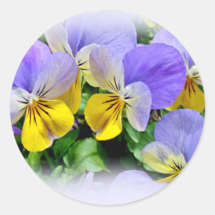 Sticker Rond Pansies - pourpre et jaune