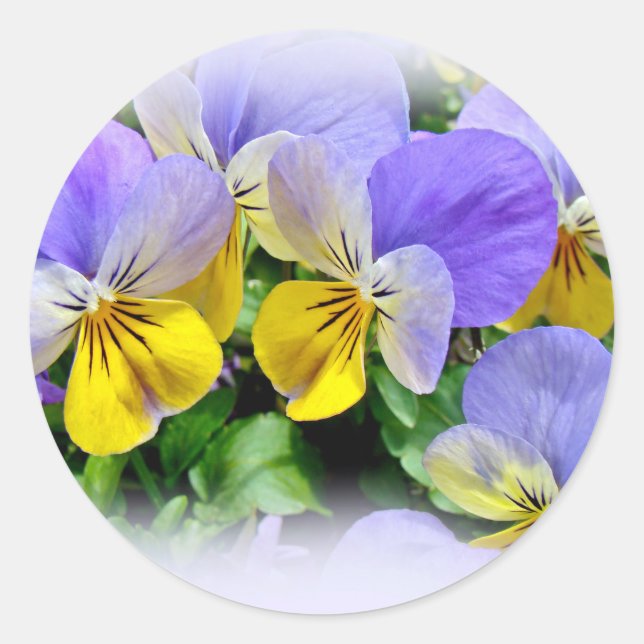 Sticker Rond Pansies - pourpre et jaune (Devant)