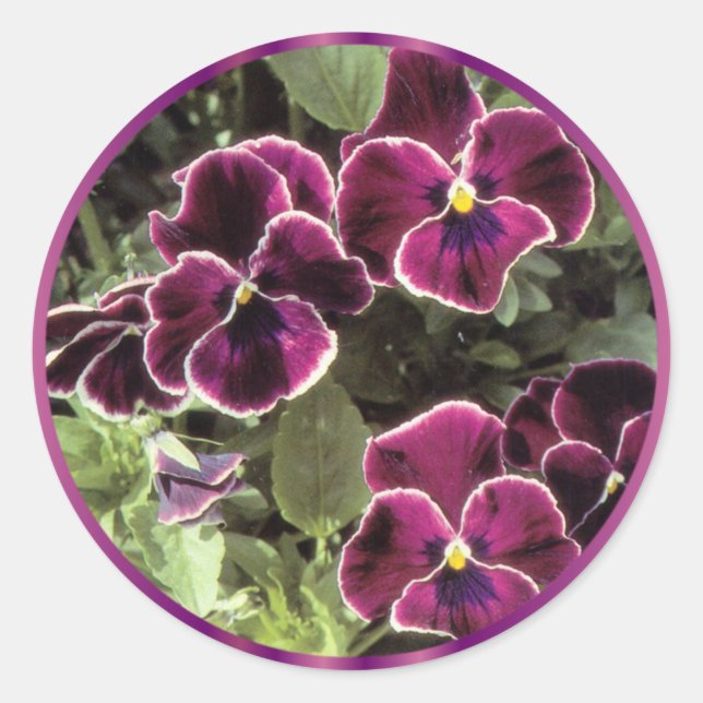 Sticker Rond Pansies violettes (Devant)