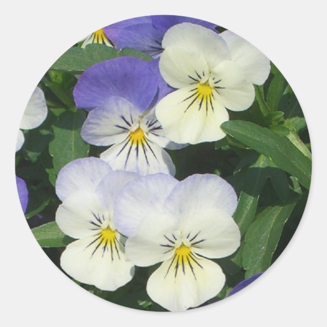 Sticker Rond Pansies violettes Jardin Floral (Devant)
