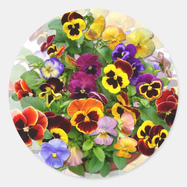 STICKER ROND PANSY BEAUTY (Devant)