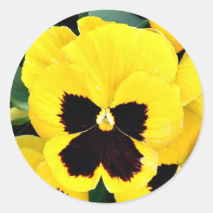 Sticker Rond Pansy jaune