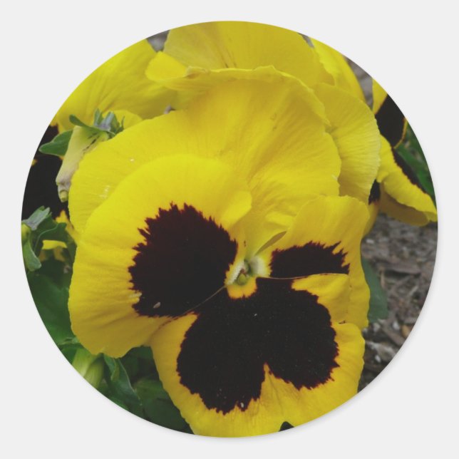 Sticker Rond Pansy mixte jaune (Devant)