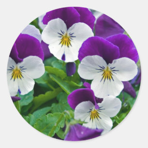 Sticker Rond Pansy Purple