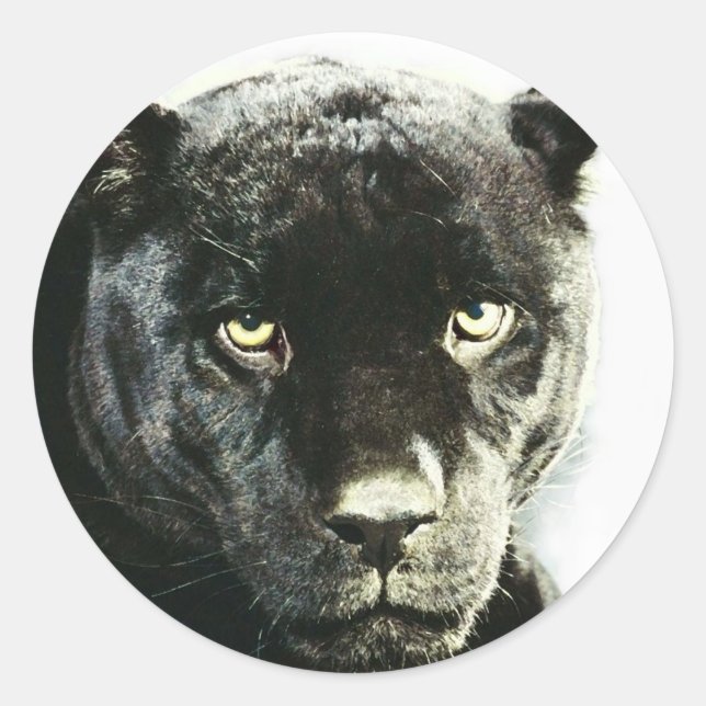 Sticker Rond Panthère noire Jaguar (Devant)