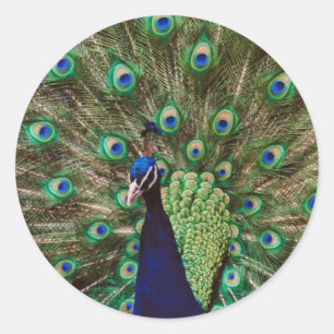 Sticker Rond Paon