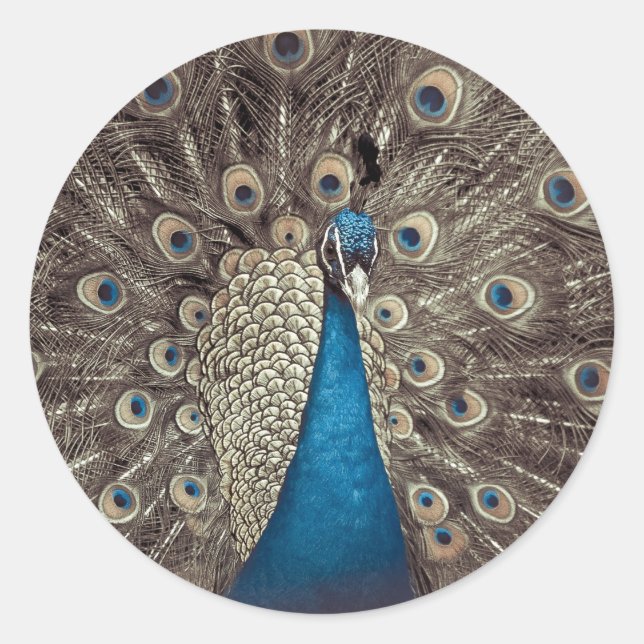 Sticker Rond Paon Bleu Antique (Devant)