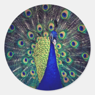 Sticker Rond Paon bleu cobalt