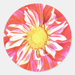 Sticker Rond Papier dahlia rayé rouge et blanc corail