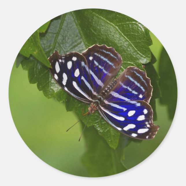 Sticker Rond papillon à aile bleue mexicaine (Devant)