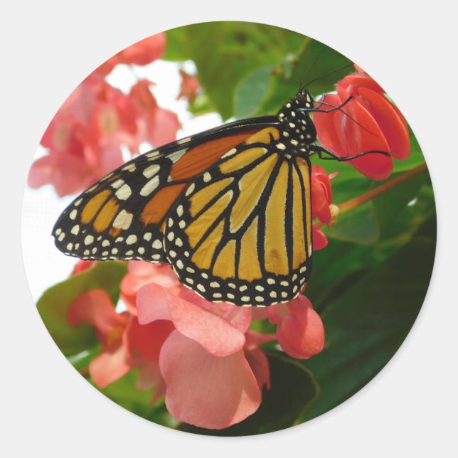 Sticker Rond Papillon avec Fleurs Rouges (Devant)