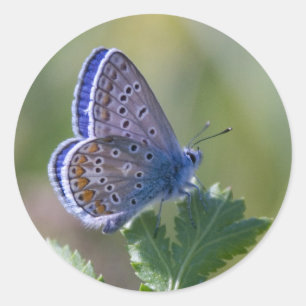 Sticker Rond papillon bleu