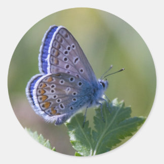 Sticker Rond papillon bleu