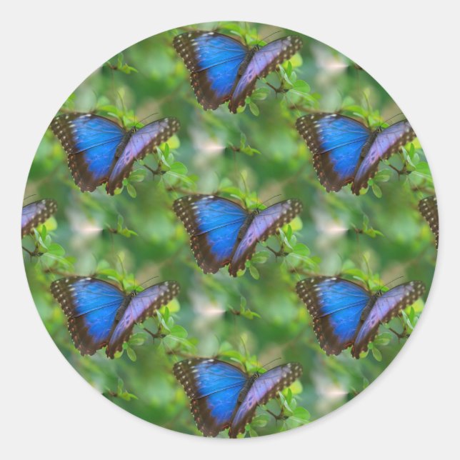 Sticker Rond Papillon bleu (Devant)