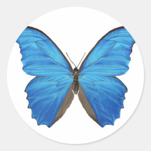 Sticker Rond Papillon bleu de Morpho