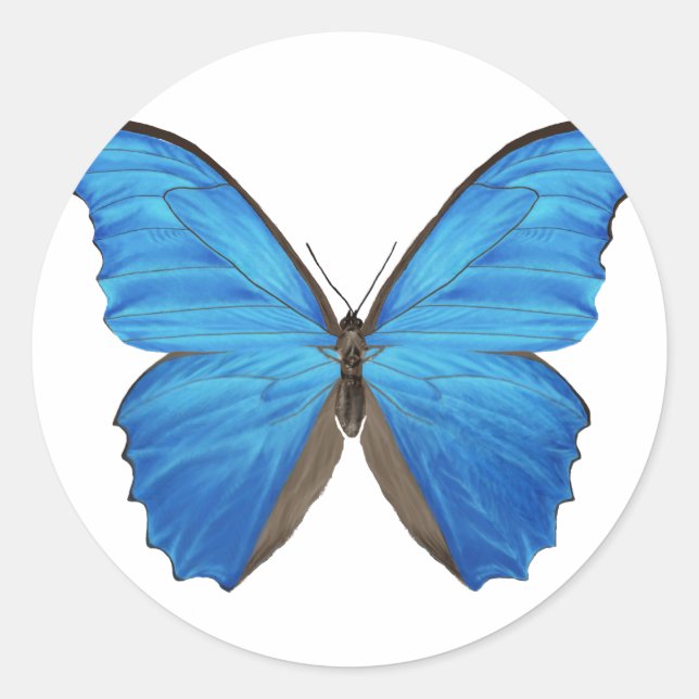 Sticker Rond Papillon bleu Morpho (Devant)