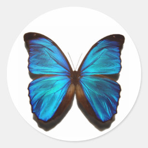 Sticker Rond Papillon bleu Morpho