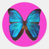 Papillon bleu Morpho