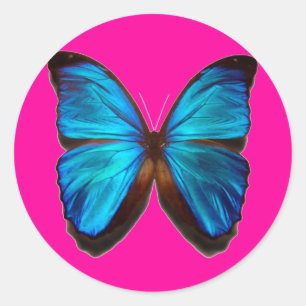 Sticker Rond Papillon bleu Morpho
