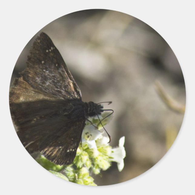 Sticker Rond Papillon Brown (Devant)