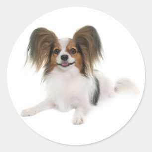 Sticker Rond Papillon Chiot - Aime les chiots, Bonjour
