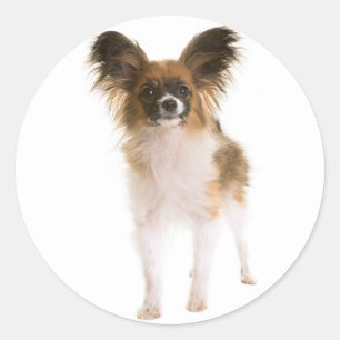 Sticker Rond Papillon Chiot - Amour Chiots, Bonjour