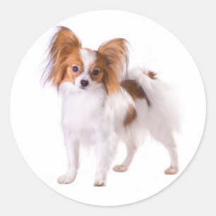Sticker Rond Papillon Chiot - Amour Chiots, Bonjour