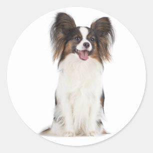 Sticker Rond Papillon Chiot - Amour des Chiots