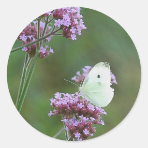 Sticker Rond Papillon de chou