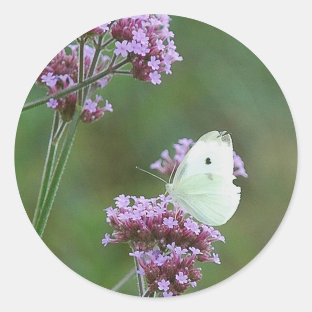 Sticker Rond Papillon de chou (Devant)