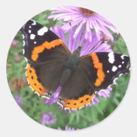 Papillon de l'amiral rouge