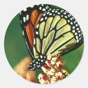 Sticker Rond Papillon de monarque