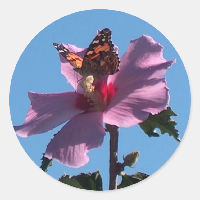 Sticker Rond Papillon et Rose de Sharon (Devant)