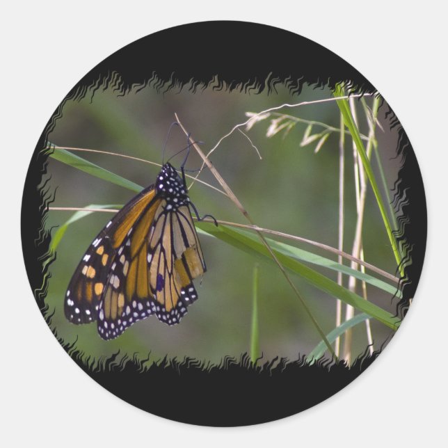 Sticker Rond Papillon monarque dans l'herbe (Devant)