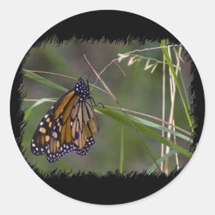Sticker Rond Papillon monarque dans l'herbe