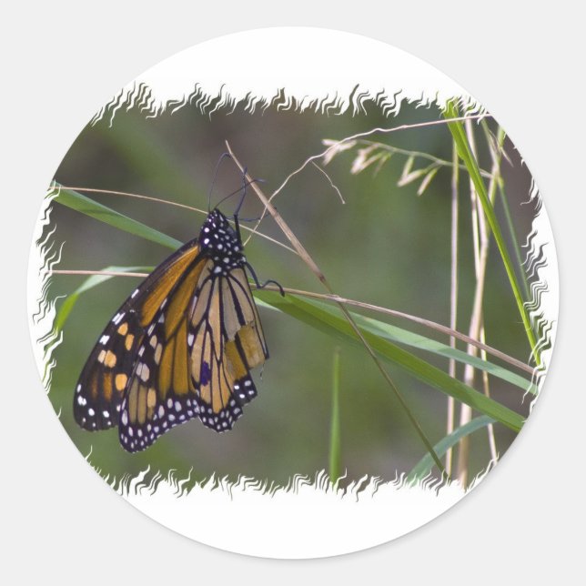 Sticker Rond Papillon monarque dans l'herbe (Devant)