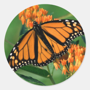 Sticker Rond papillon monarque papillon