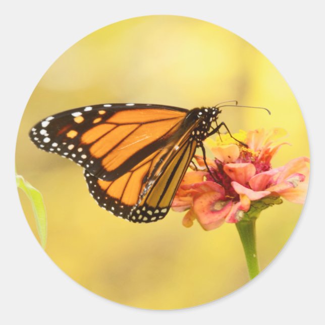 Sticker Rond Papillon Monarque sur Zinnia (Devant)