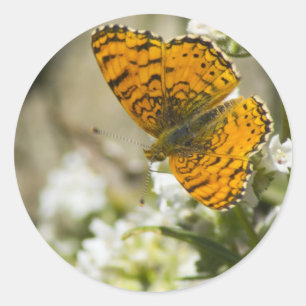 Sticker Rond Papillon orange