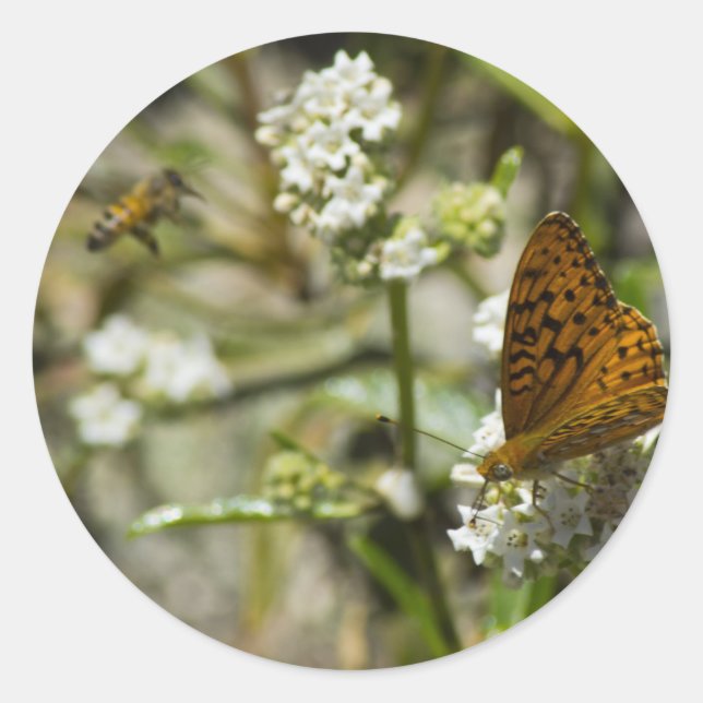 Sticker Rond Papillon orange et abeille (Devant)