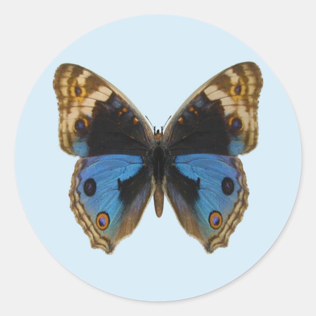 Sticker Rond Papillon Pansy Bleu (Devant)